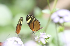Pteronymia aletta agalla