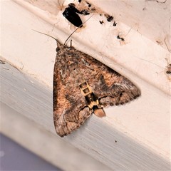 Hypocala deflorata