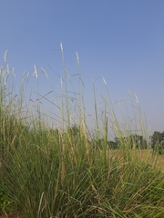 Tripidium bengalense