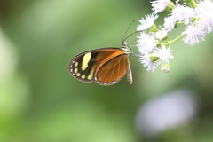 Pteronymia aletta agalla