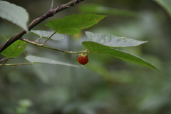 Rubus corchorifolius