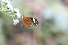 Pteronymia aletta agalla