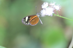 Pteronymia aletta agalla