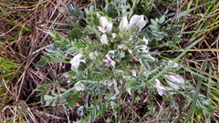 Oxytropis includens