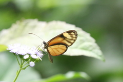 Pteronymia aletta agalla