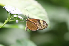Pteronymia aletta agalla