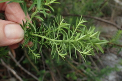 Veronica formosa