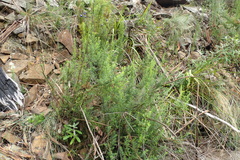Veronica formosa