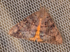 Oxyodes tricolor