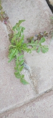 Sisymbrium irio