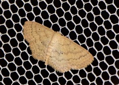 Scopula hypochra