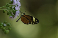 Pteronymia aletta agalla