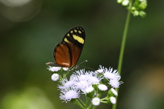 Pteronymia aletta agalla