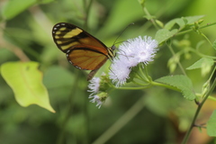 Pteronymia aletta agalla