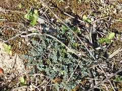 Astragalus monspessulanus