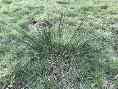 Juncus inflexus