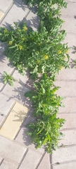 Sisymbrium irio