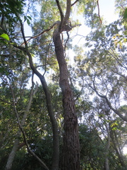 Eucalyptus botryoides