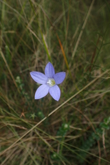 Wahlenbergia gymnoclada