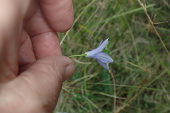 Wahlenbergia gymnoclada
