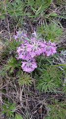 Pedicularis amoena
