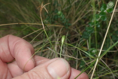Wahlenbergia gymnoclada