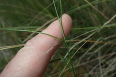 Wahlenbergia gymnoclada