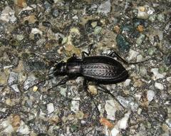 Carabus granulatus interstitialis