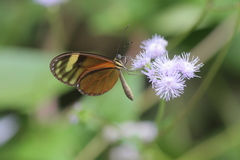 Pteronymia aletta agalla
