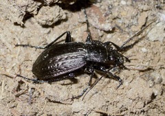 Carabus granulatus interstitialis