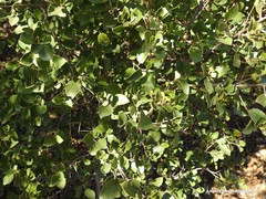 Rhamnus alaternus