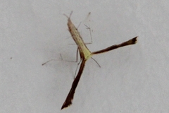 Nippoptilia cinctipedalis