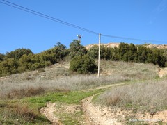 Quercus rotundifolia