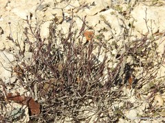 Fumana thymifolia