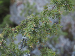 Oligotrophus juniperinus