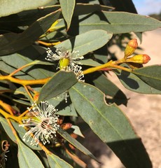 Eucalyptus phenax