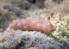 Verconia simplex