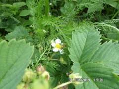 Olethreutes arcuella