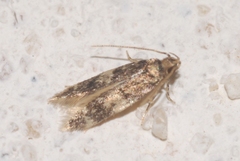 Apatema impunctella
