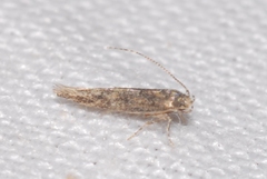 Coccidiphila gerasimovi