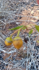 Cordia caffra image