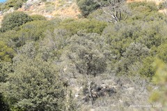 Coccifera