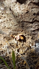 Gymnopilus lepidotus