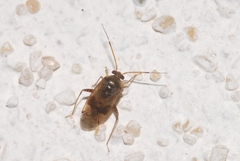 Pinalitus cervinus