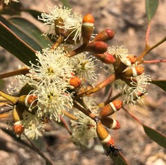 Eucalyptus phenax