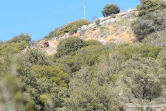 Coccifera