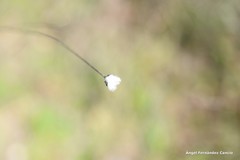 Mantisalca salmantica