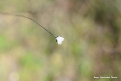 Mantisalca salmantica