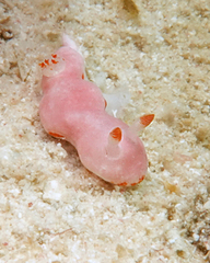 Verconia simplex
