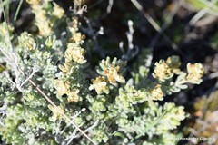 Teucrium gnaphalodes